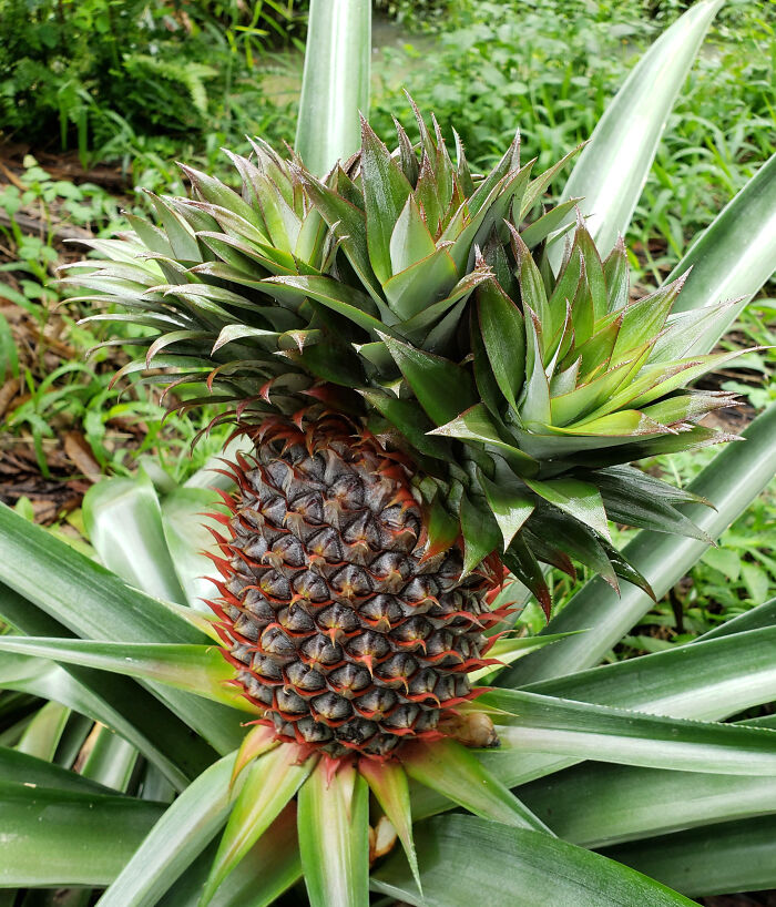 Beautiful Crested Pineapple Growing In A Vietnamese Garden