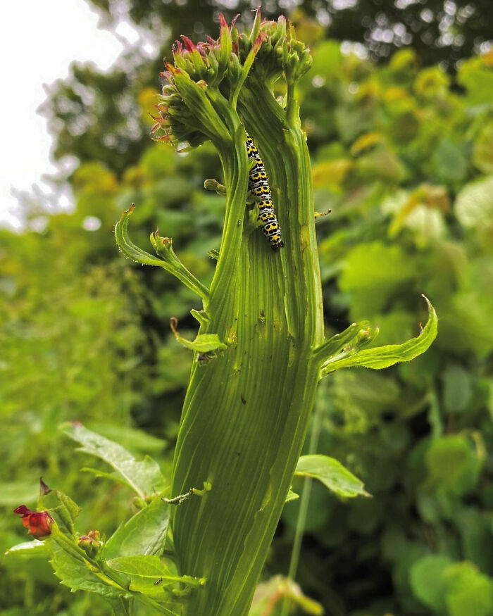 Yesterday I Came Across This Interesting Figwort, Which Was Demonstrating A Condition Known As Fasciation. This Is Where A Mutation Occurs Causing Stems To Appear Fused And Flattened