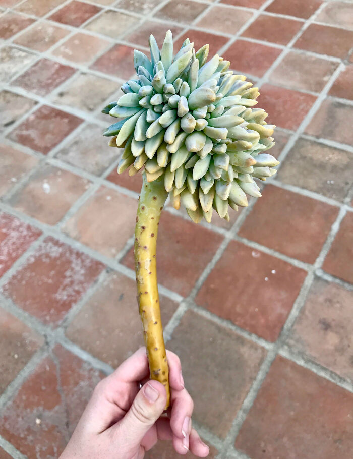 This Crested Ghost Plant Looks Like A Magical Fairy Wand