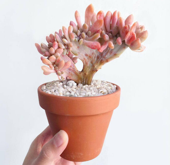 I'm Completely In Love With My First Crested Succulent