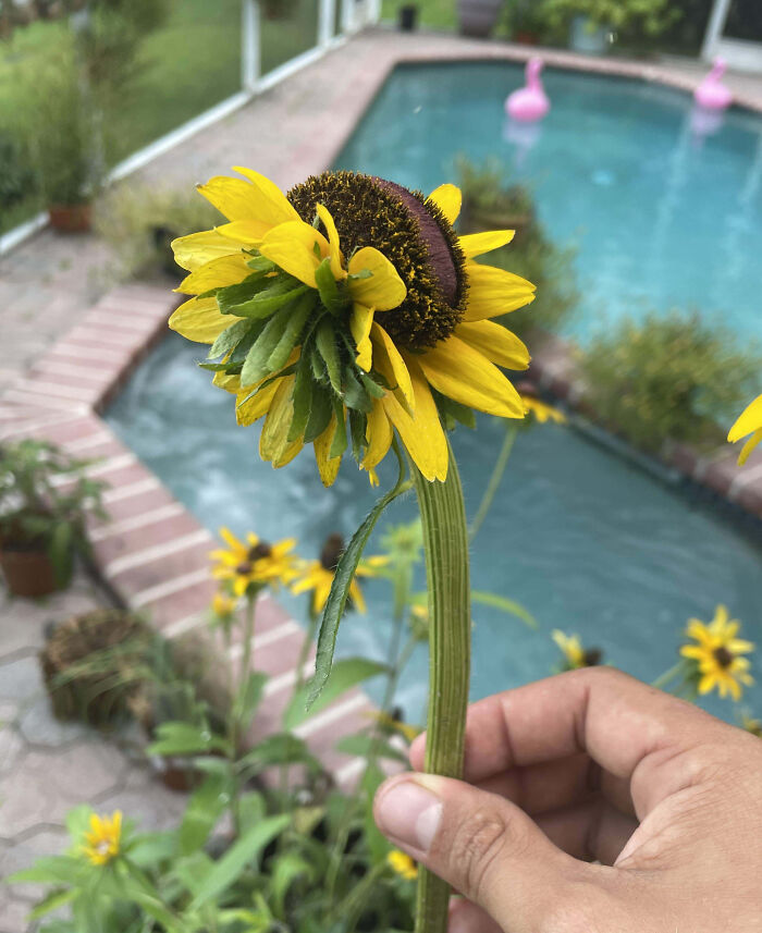 My Dad Grew A Mutant Flower