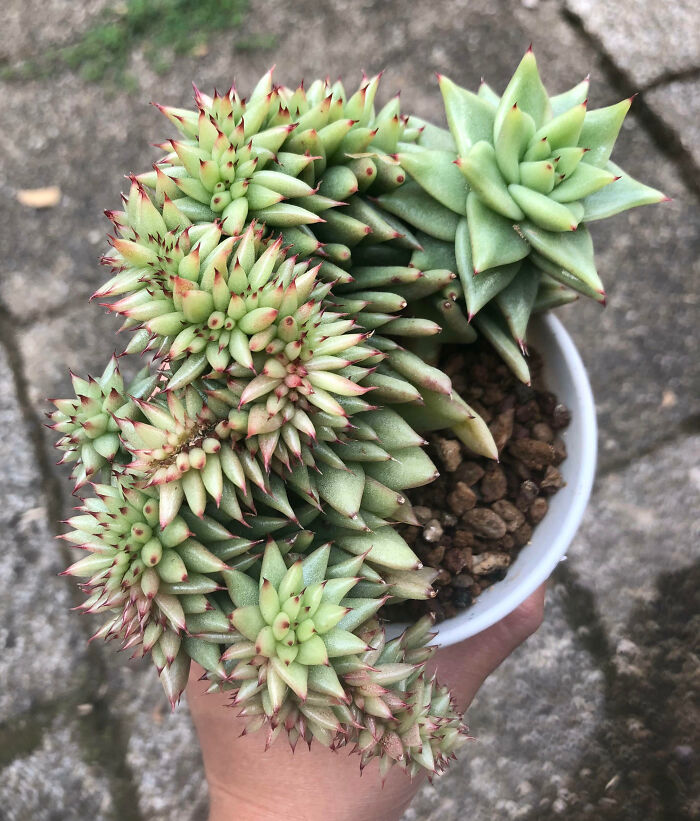 Crested Agavoides