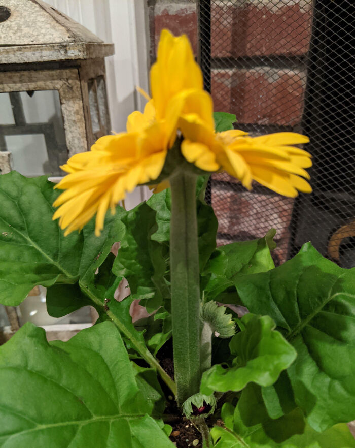 Gerbera Daisy. It's Almost Like Conjoined Twins