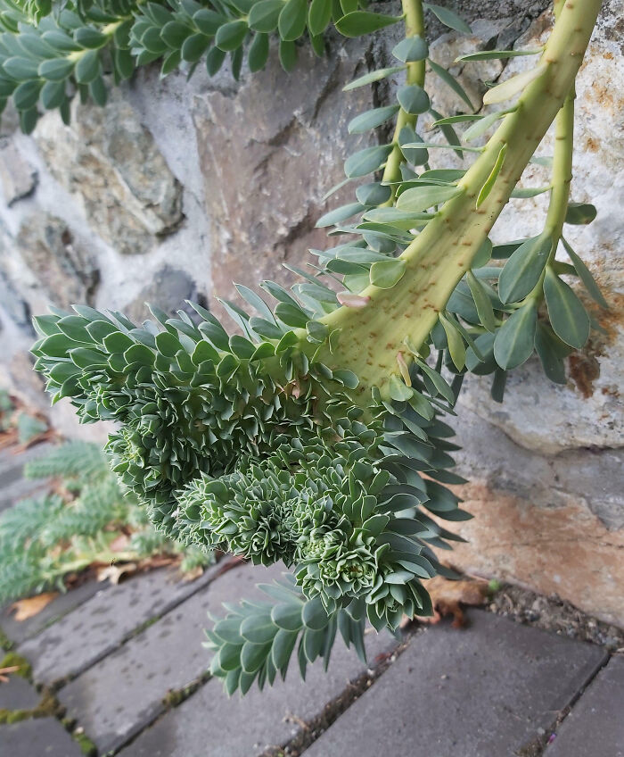 Cool Fasciated Euphorbia