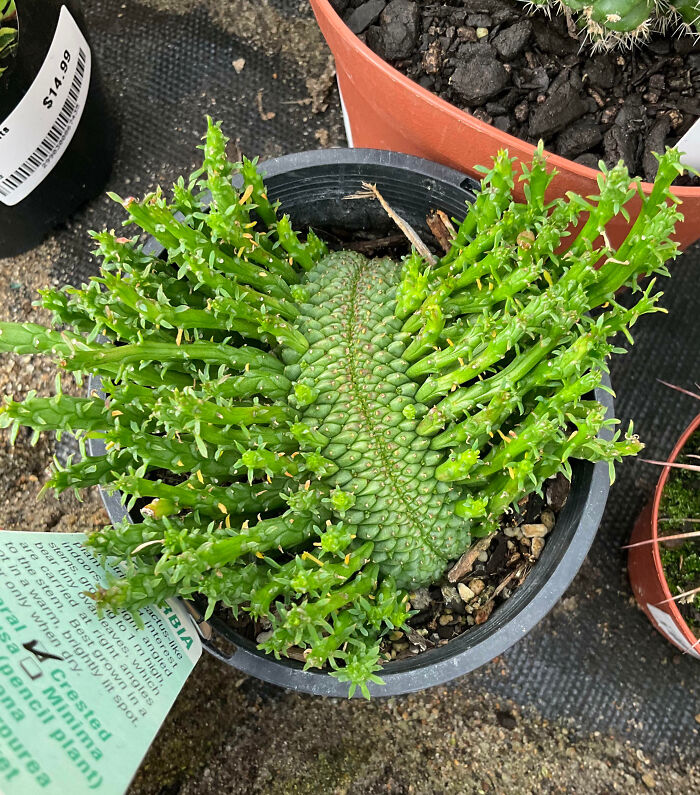 Fasciated Euphorbia I Found At The Store