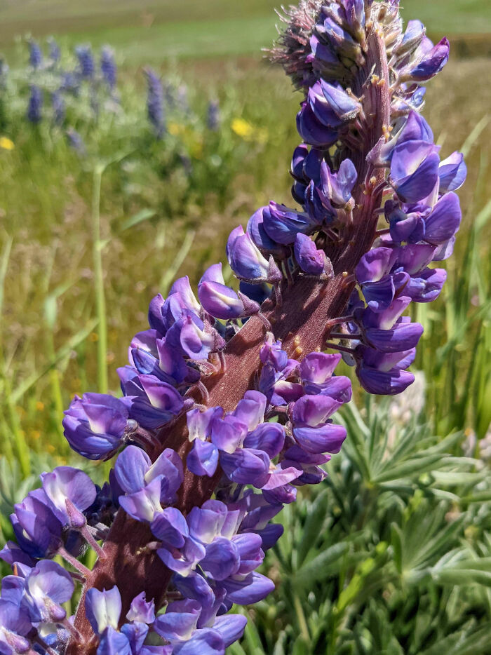 A Super Cool Fasciated Lupine I Saw While Hiking Yesterday Near Dallesport, Washington