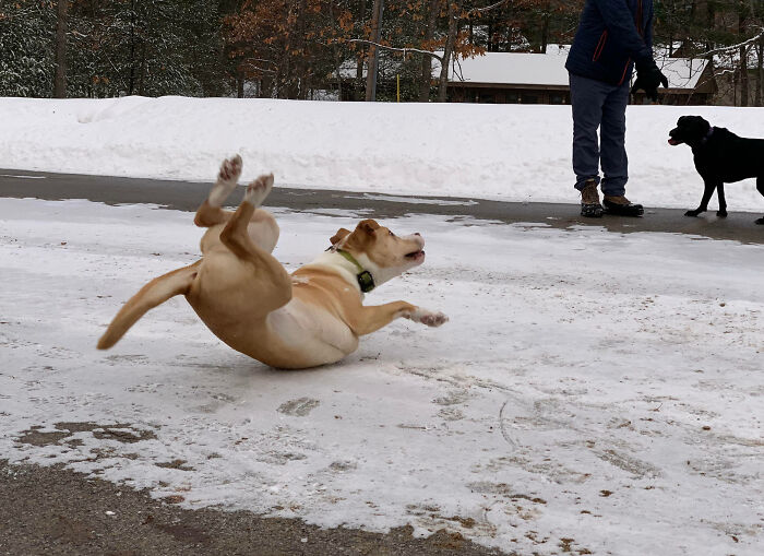 Caught My Puppy Right As He Discovered Why He Shouldn’t Run On Ice To Get To His Best Friend