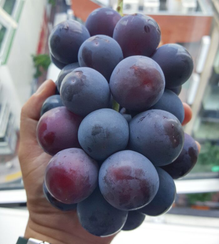Eating These Incredibly Sweet, Huge Japanese Black Ribier Grapes In Shibuya