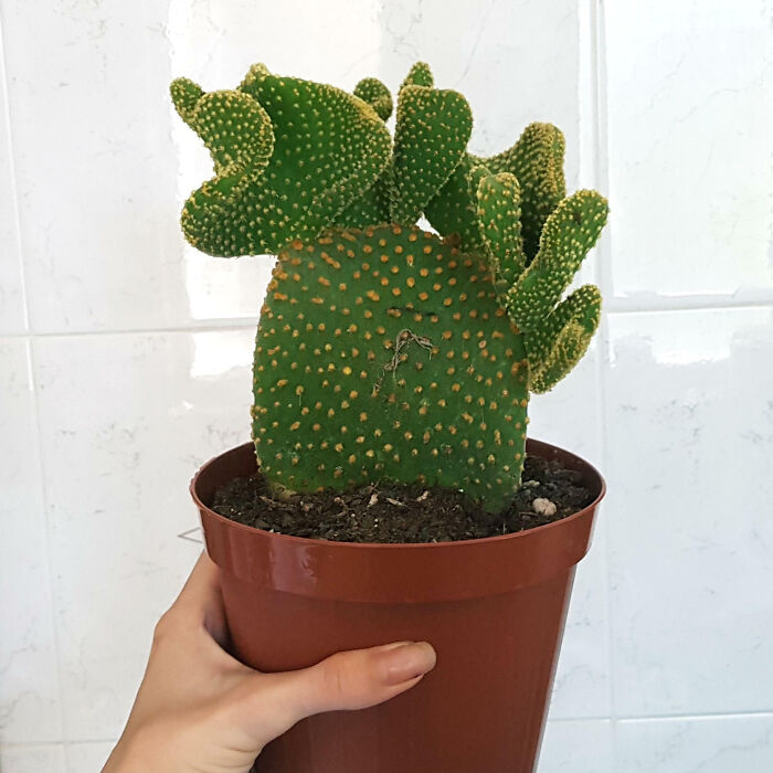 Boyfriend Surprised Me With This Big Crested Opuntia