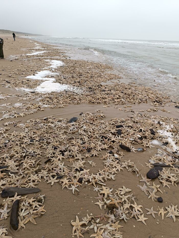 Thousands Of Starfish Washed Up Onshore In The Netherlands