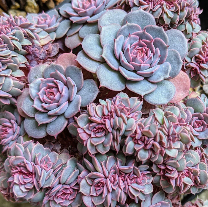 Crested Echeveria Tuxpan, My Pride And Joy