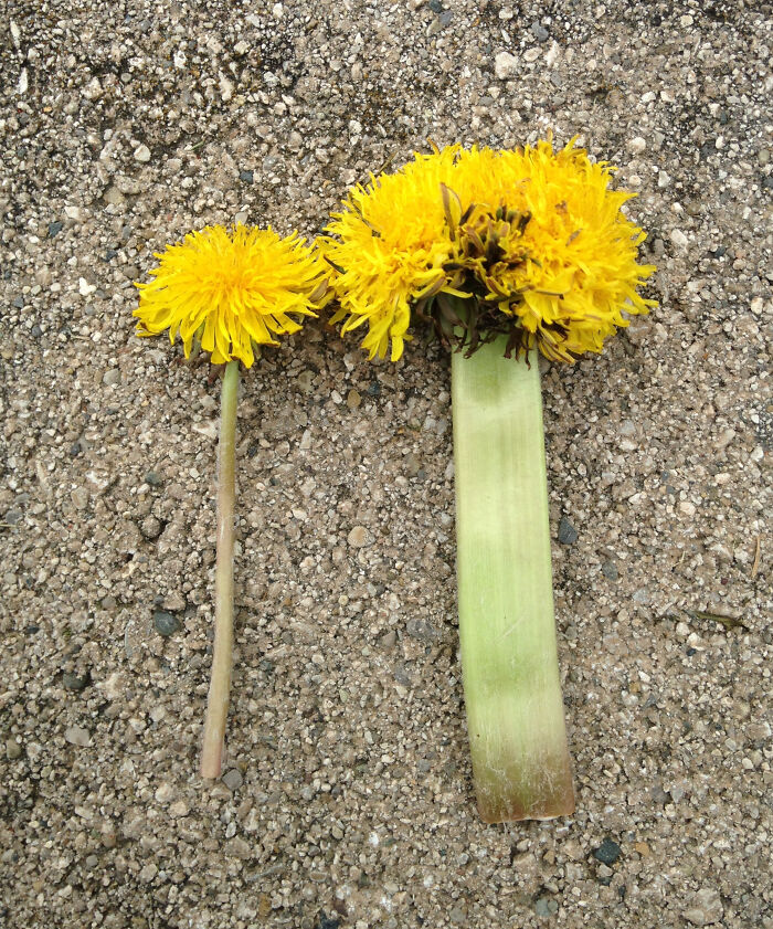 A Group Of Dandelions Fused And Grew Together With One Big Stem