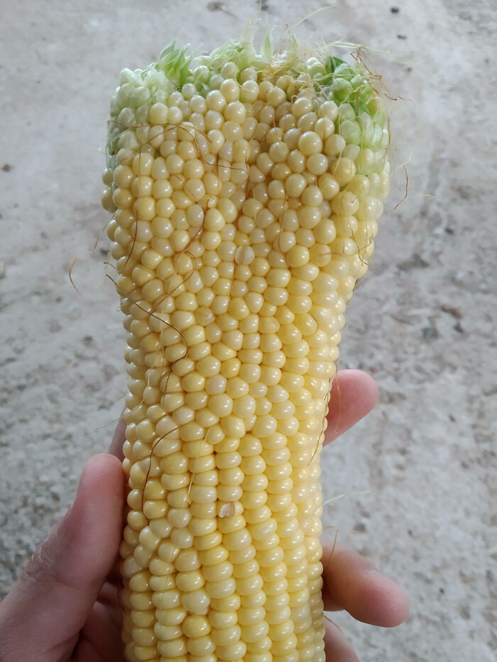 The Corn I Harvested Today Is Looking Freshly Mutated
