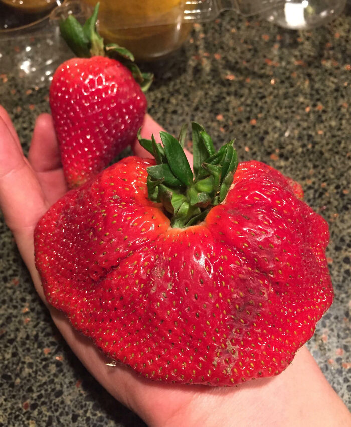 Found This Really Strange-Looking Strawberry