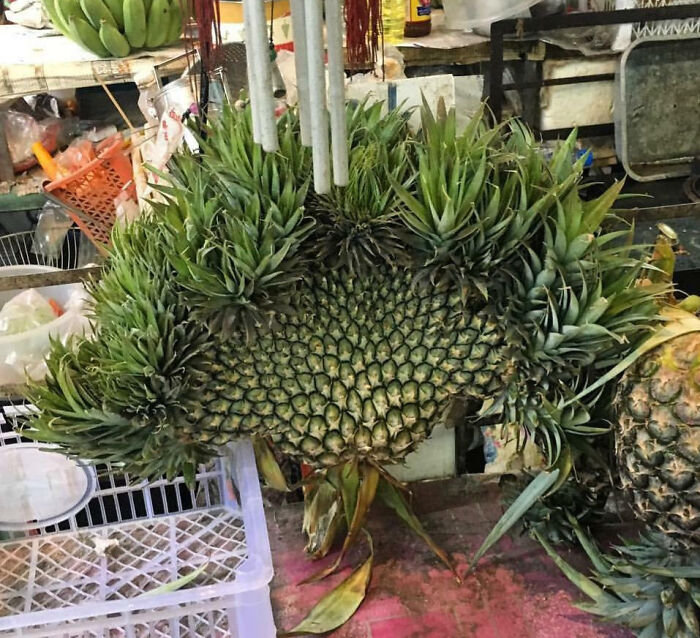 In A Fruit Market In Chiang Mai, One Of The Vendors Had This Fasciated Pineapple On Display