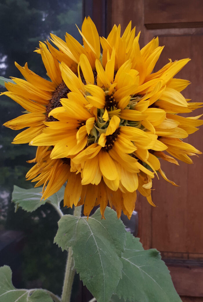 My Mutated Sunflower Has Bloomed