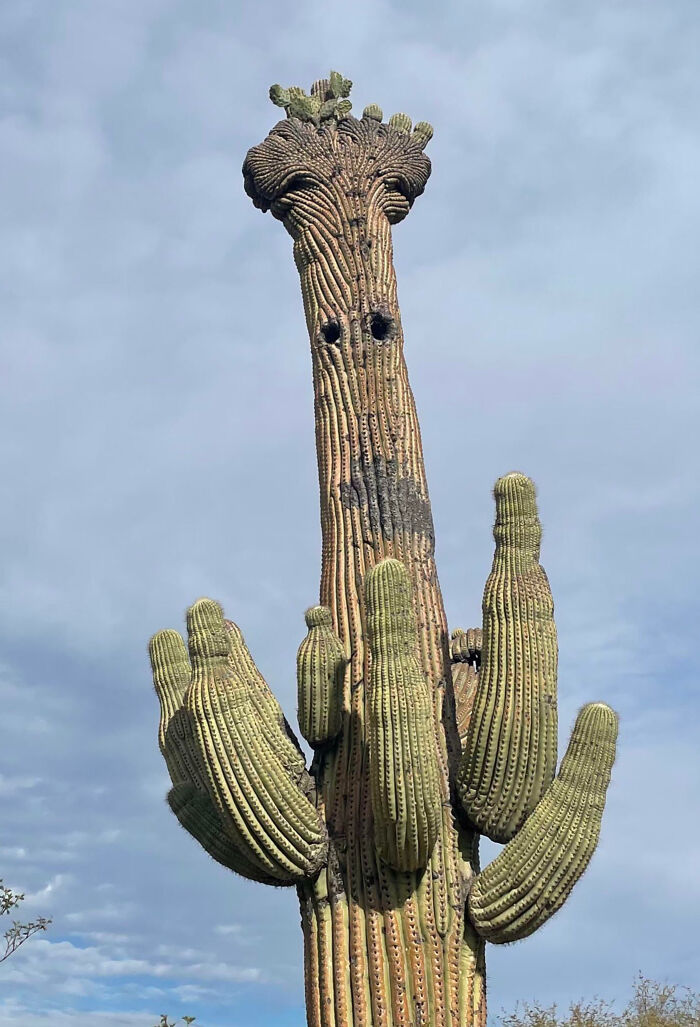Crested Saguaro