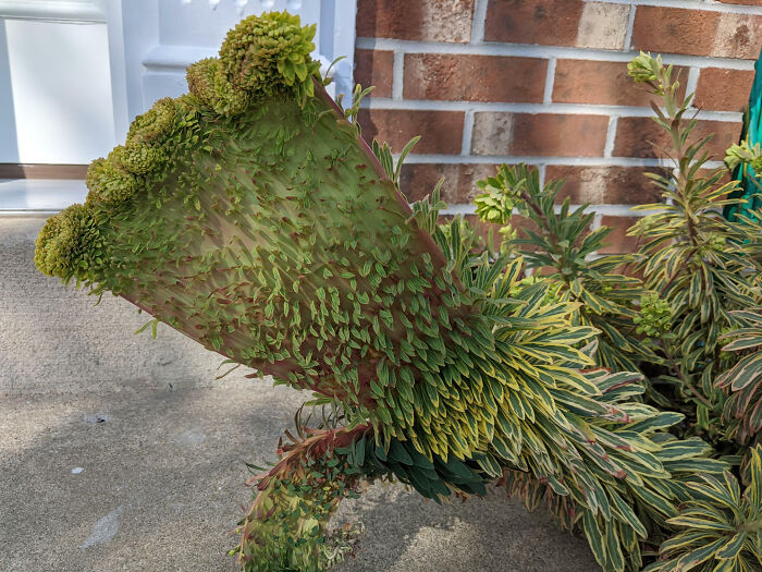 My Ascot Rainbow Plant Has A Strange Mutation