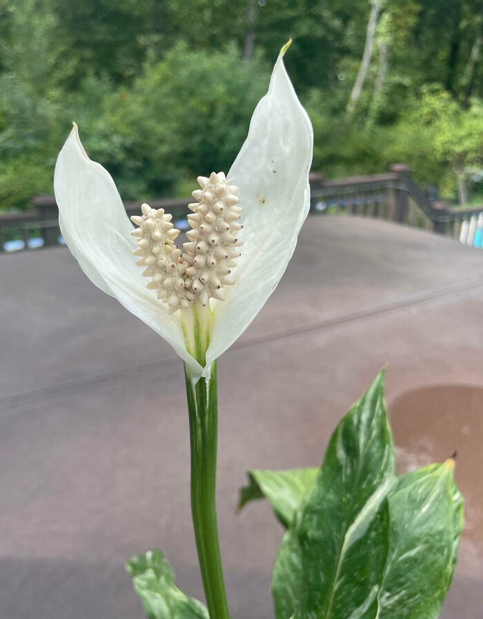The Spathe And Spadix Of My Peace Lily Mutated, Splitting In Half