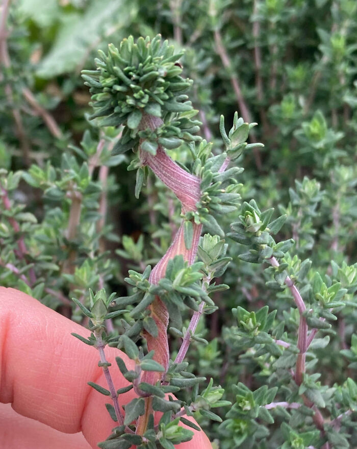 I've Got A Fascinating Fasciation In Thyme. Cool Or Not?