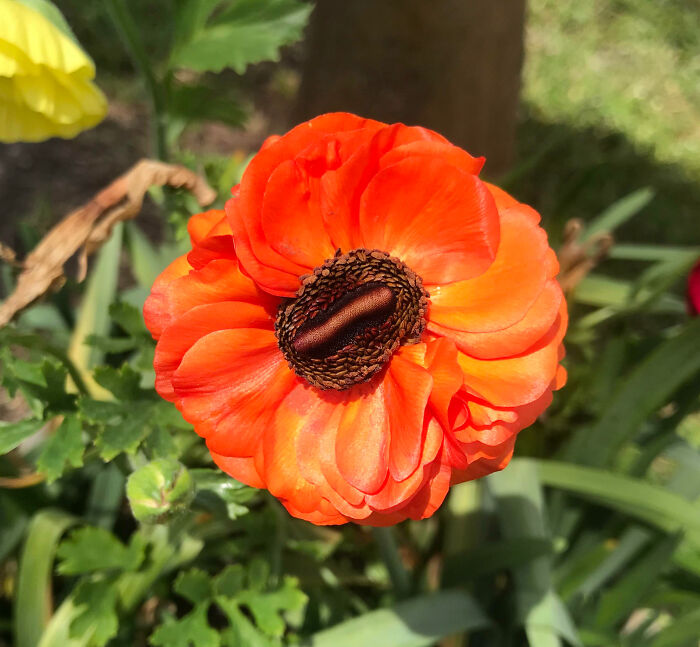 My Beautiful Mutated Ranunculus