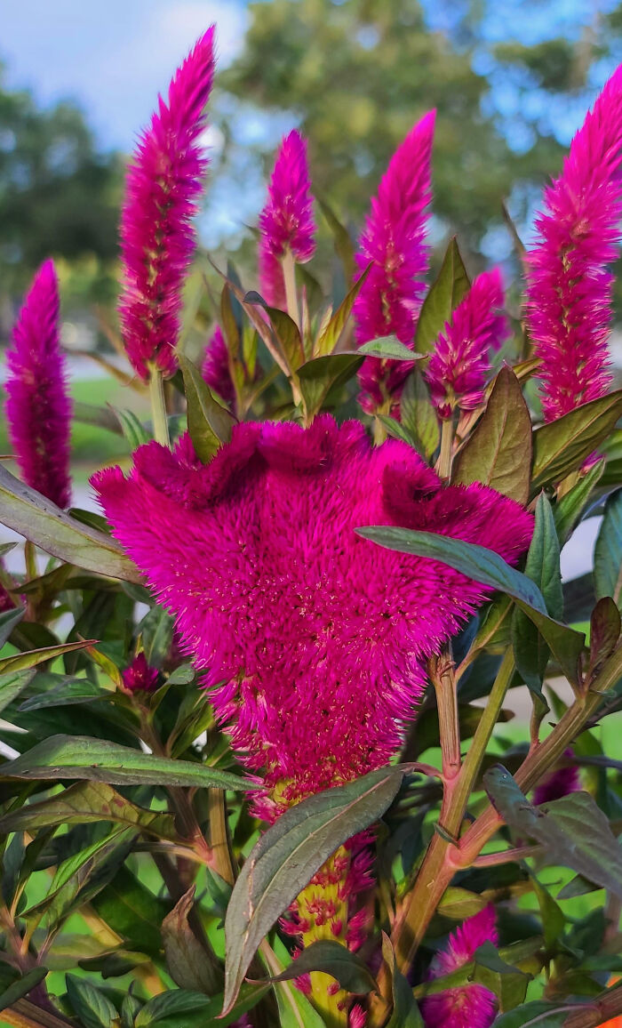 Found This Fasciated Silver Celosia Today At The Garden Center