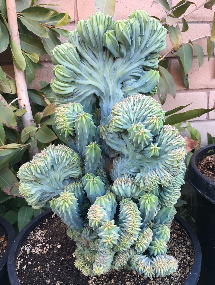 One Of My Myrtillo Crests Is Getting Bigger In The Heat