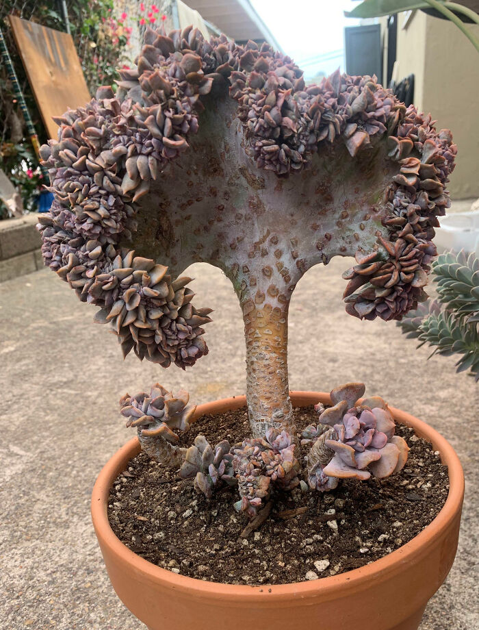This Monster Was A Gift From Someone Who Knows I Like Weird Plants