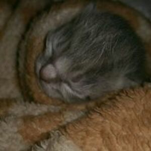 sightsoblind_1 avatar