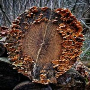 simonbellefroid avatar