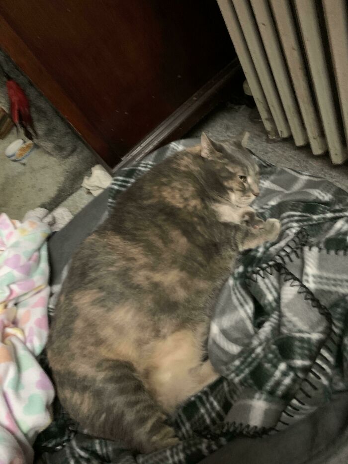 This Is Amy We Rescued Her On Valentine’s Day. She’s Been Living At The Shelter For Over A Year And No One Wanted Her Because She Has Weight Issues. But I Do As Well So We’re On A Diet Together. I’ll Post Updates Of Her Weight Loss Journey