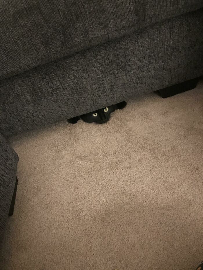 Adopted Her Today! Finally Peeking Out Of The Couch
