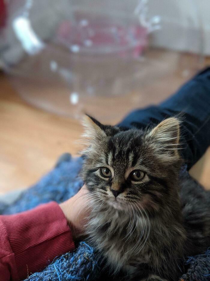 My GF Wanted To Adopt A Kitten, I Said Not Now. As Compromise Here's The Kitten