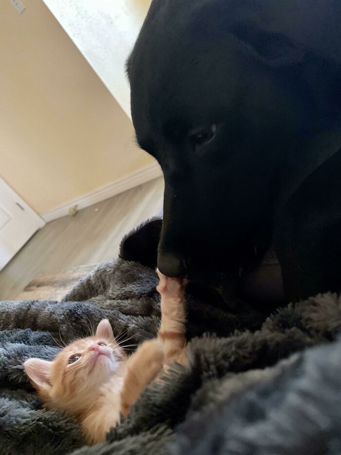 My Dog, Who Has Never Liked Cats, Adopted My Bottle Baby Foster Kitten. She Adopted Him Too, I Think