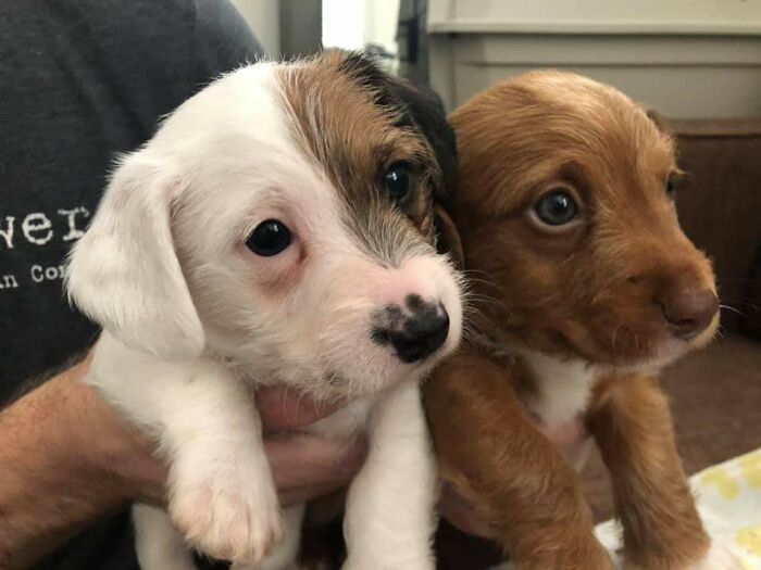The Two Puppies Who Visited The Georgia Aquarium Were Adopted Together Today!