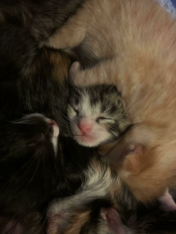 My Rescue Cat Just Had Six Kittens On My Six Month Sober Anniversary. I Am Taking This As A Sign That I Will Be Able To Do This