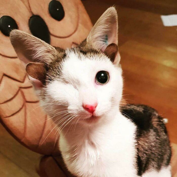 Frankie nació con 4 orejas y 1 ojo, pero sigue siendo perfecto