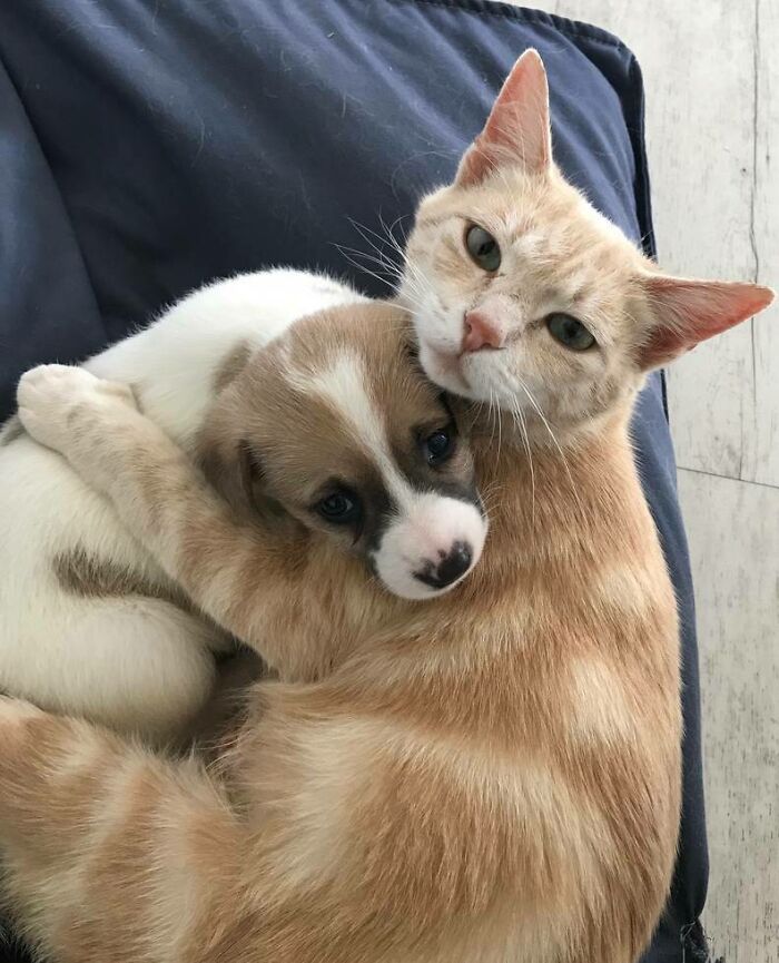 Este gato ha adoptado a un cachorrito