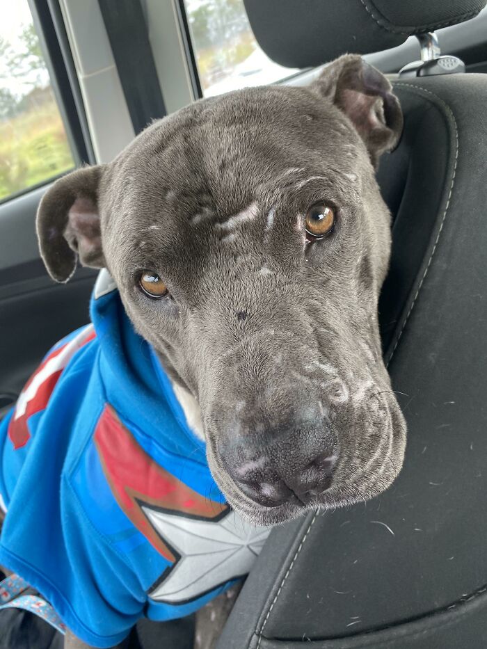 Rescued This Very Good Boy, Arnold!! He Looks So Handsome In His Sweater!!