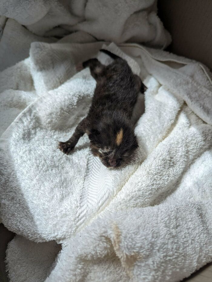 Found This Little Baby Left Alone In The Middle Of A Parking Lot Yesterday, Taken Her Into A Vet And They Say She's Doing Well So Far!