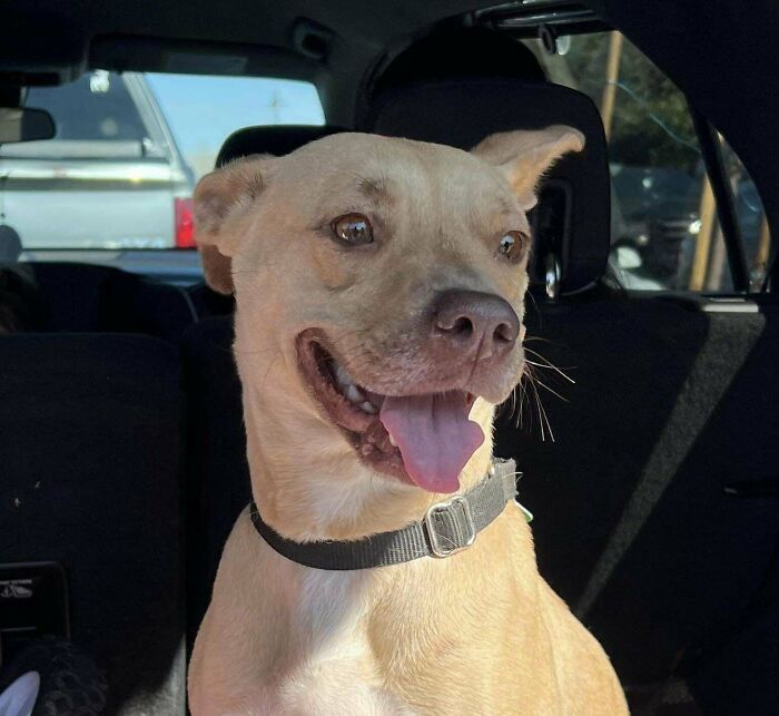 Does My Rescue Look Pit Mix?