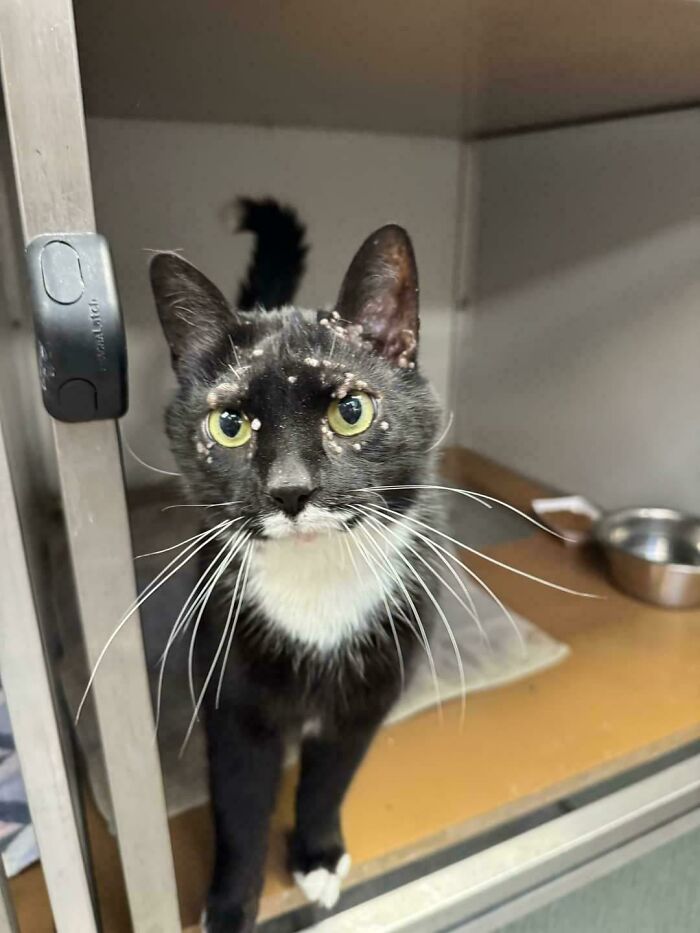 Leonard The Cat With The Benign Tumors Nobody Wanted Was Adopted