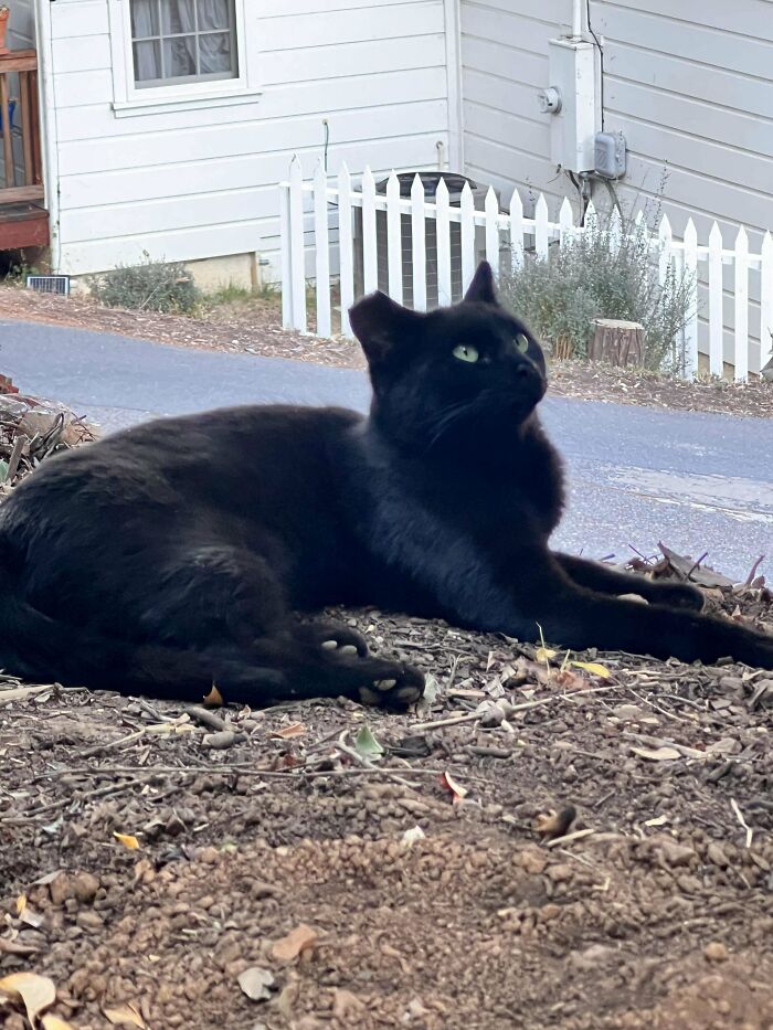 I Was Adopted By This Stray.. Is It Normal Black Cat Behavior That She Meows Constantly For Attention, Follows Me Around, And Swats At Me As I Walk By ?