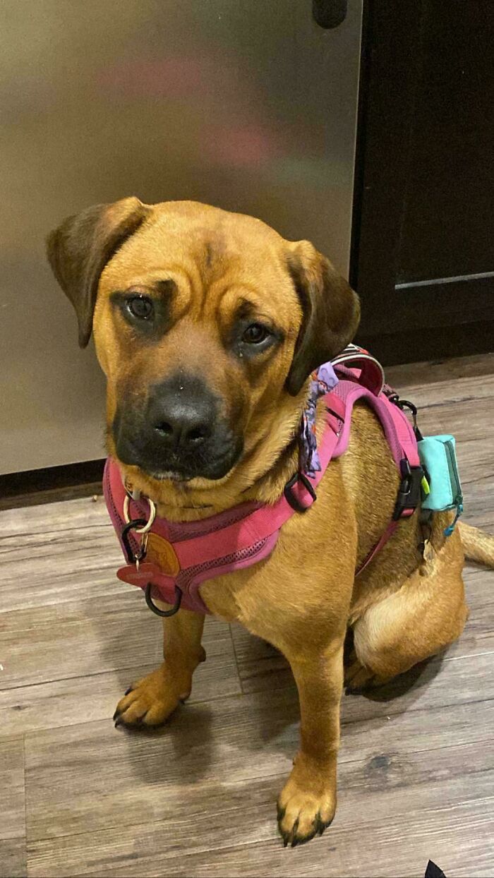 First Dog I Ever Adopted/Rescued. I Am Obsessed With Her. This Is Lucy, She’s Half Rottweiler And Half Pit, But 100% The Sweetest Dog I’ve Ever Met