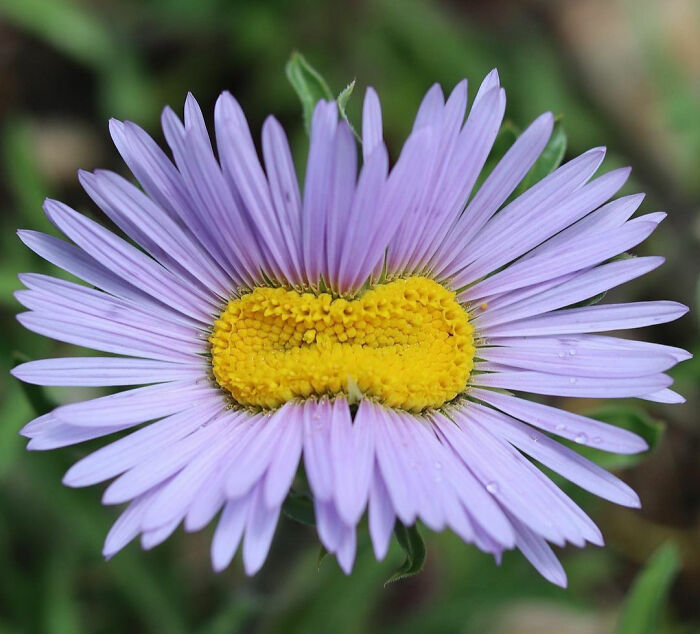 Fasciated Townsendia Eximia
