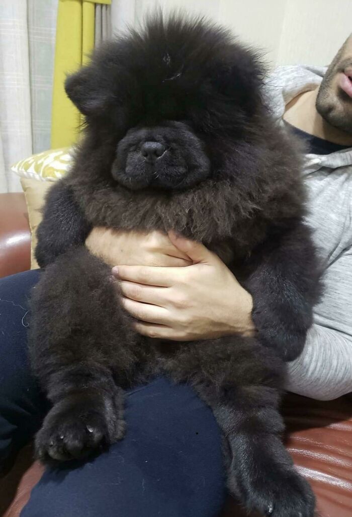 This Chow Puppy