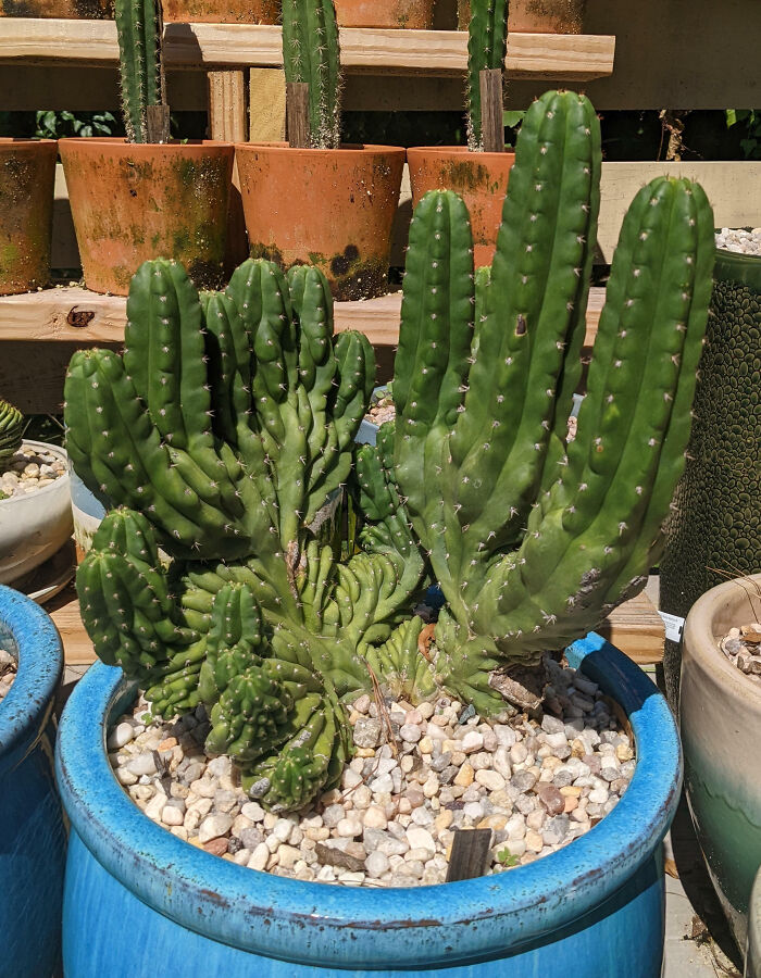 Crested TPM Cactus With 19 Columns