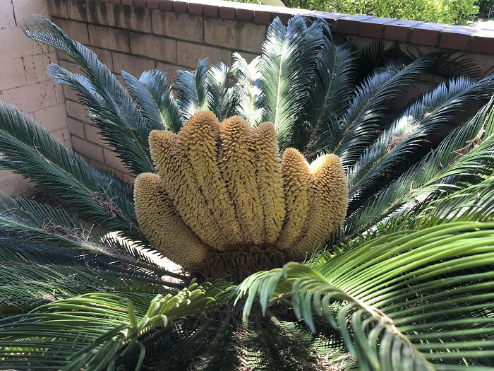 Crested Sago Palm With 7 Staminate Cones