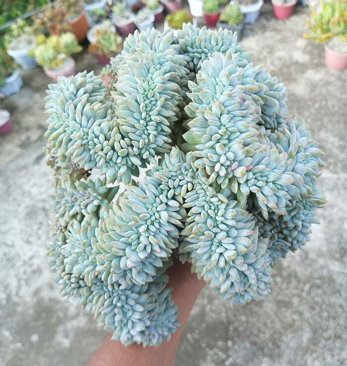 Such A Beautiful Form. Crested Echeveria Monroe
