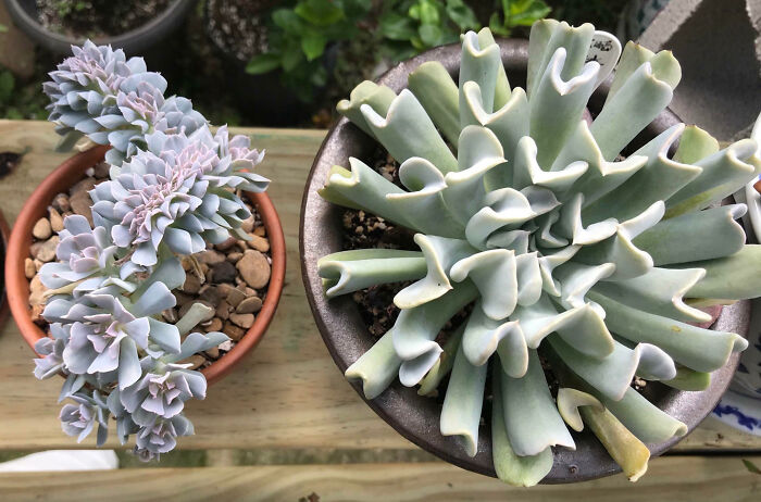 Topsy Turvy And Her Crested Baby